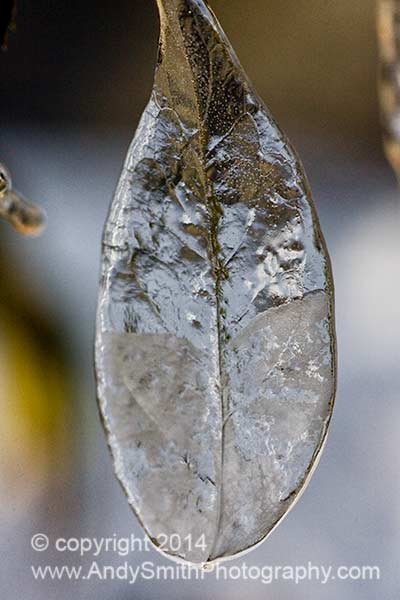 Leaf on Ice